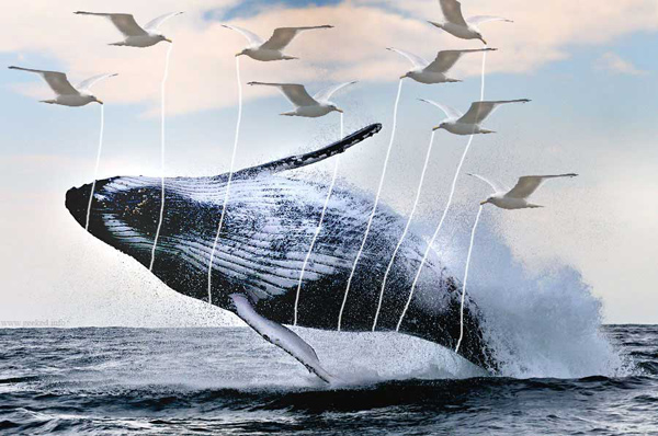 real life fail whale