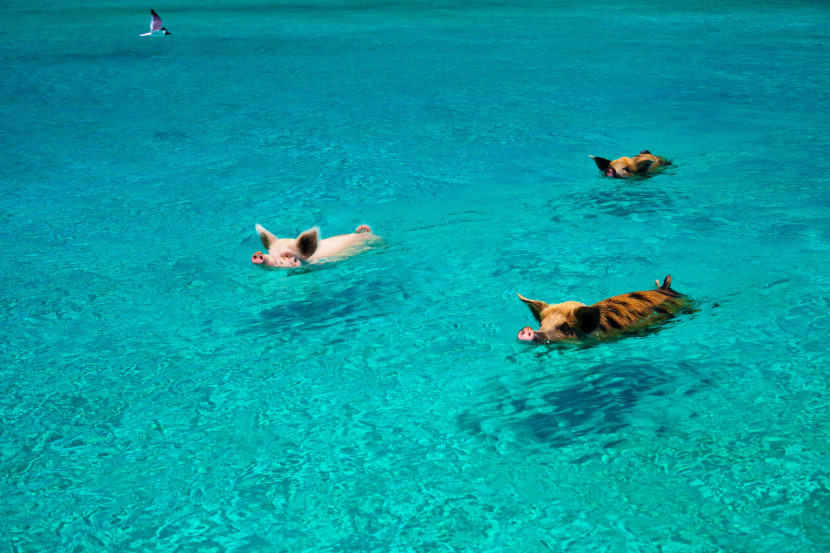 pig-beach-1-830x553