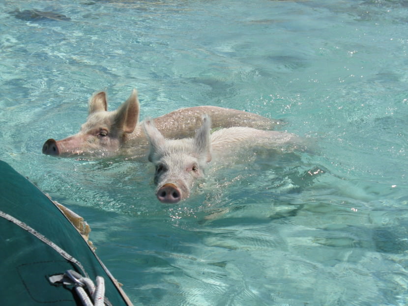 pig-beach-2-830x623