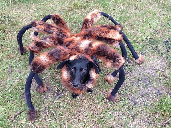 spider-dog-prak-endangers-dog