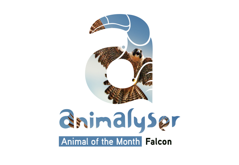 Animalyser_Branding_Presentation_togo-39