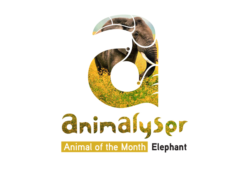 Animalyser_Branding_Presentation_togo-41