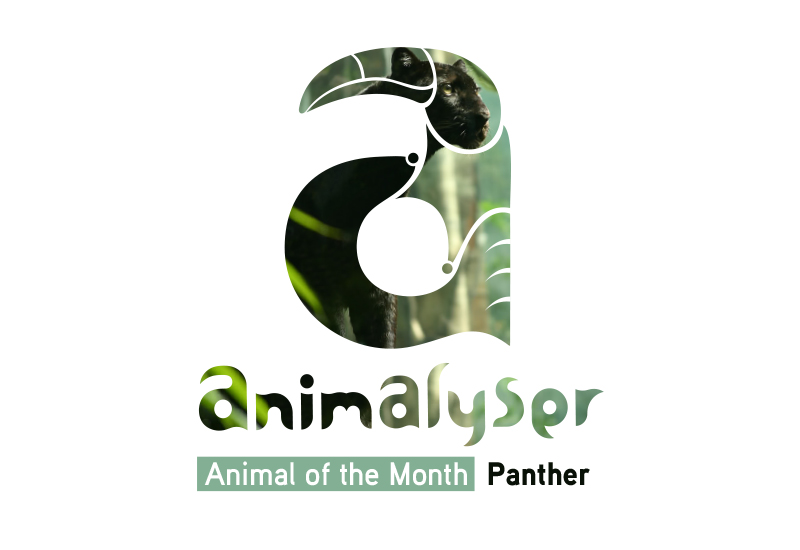 Animalyser_Branding_Presentation_togo-42